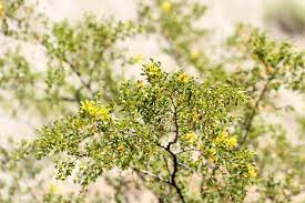 Chaparral Herb: Exploring the Healing Secrets of Nature's Desert Treasure - CCell Solutions Academy