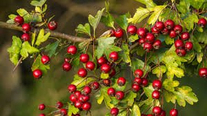 Exploring the Health Benefits and Culinary Wonders of Crataegus Berries - CCell Solutions Academy