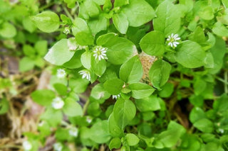 Title: Exploring the Benefits and Uses of Organic Chickweed - CCell Solutions Academy