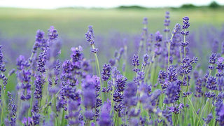 Title: Lavender: The Timeless Herb of Tranquility and Healing - CCell Solutions Academy