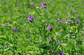 Title: Unlocking the Power of Alfalfa Leaf: A Comprehensive Guide - CCell Solutions Academy